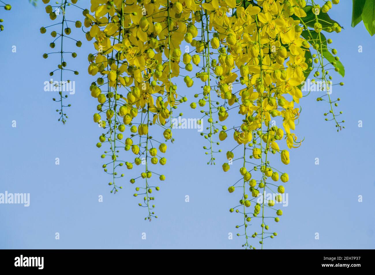 Yellow flowers hanging from tree Stock Photo Alamy