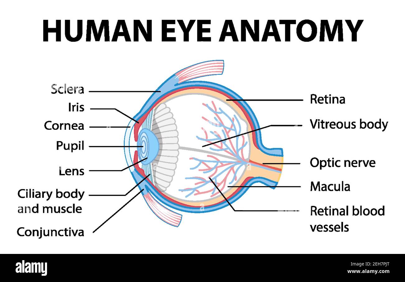 Diagram of human eye anatomy with label illustration Stock Vector
