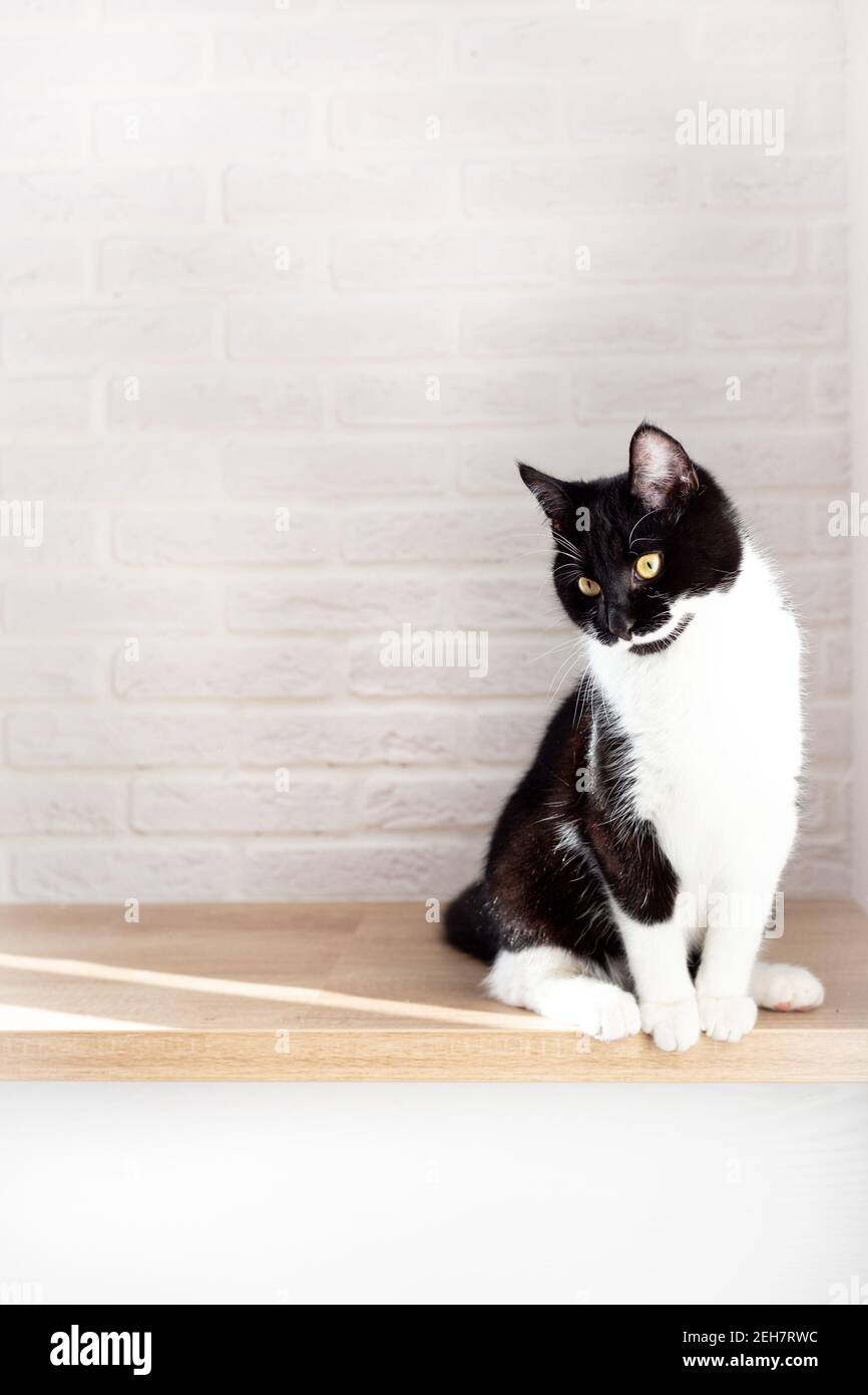 A black and white cat sits against the background of a white brick wall ...