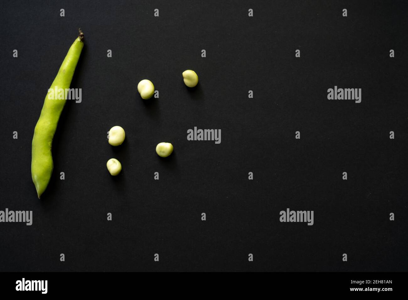 Freshly picked broad beans, Vicia Faba also known as field beans, fava