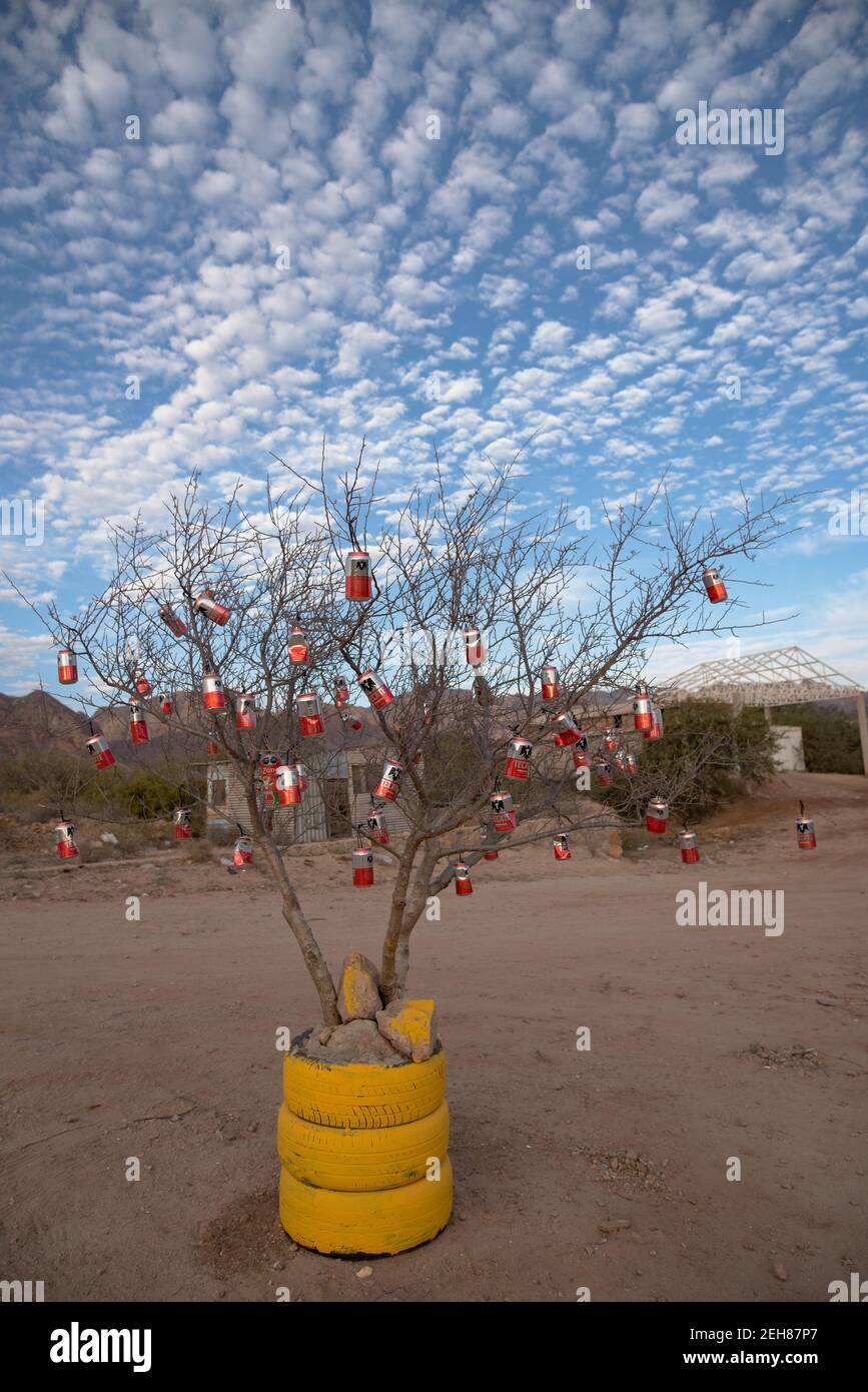 A tree planted in yellow tires decorated for Christmas with red and white Tecate beer cans. Stock Photo