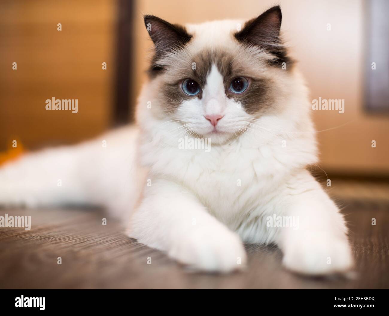 Beauty ragdolls cheap