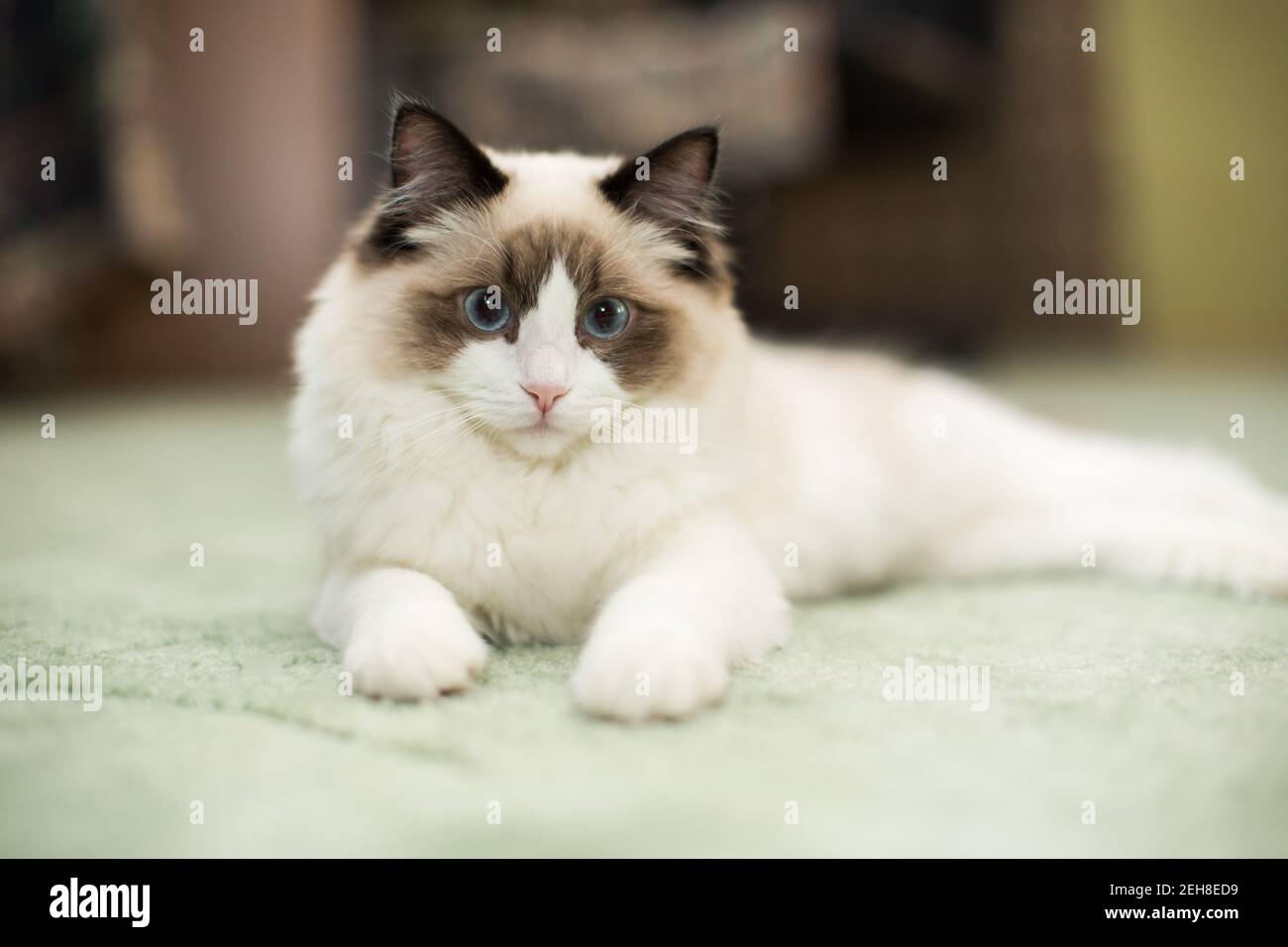 Beautiful young white purebred Ragdoll cat with blue eyes, at home ...