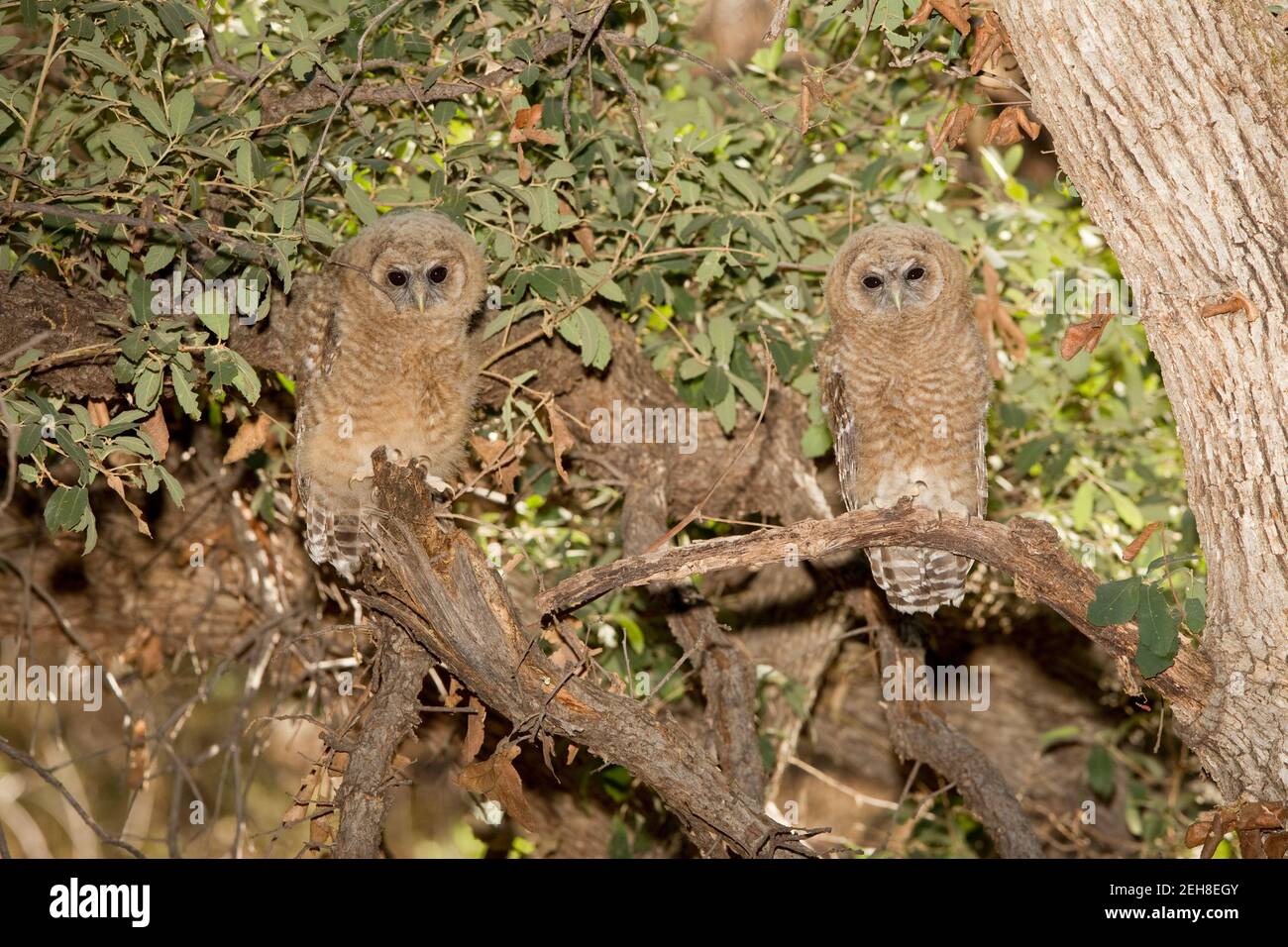 Mexican Spotted Owl fledglings, Strix occidentalis. Stock Photo