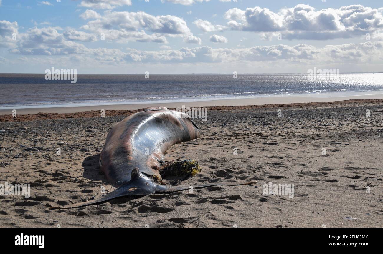 Minke Whale unfortunately stranded on the East Yorkshire coast at Spurn Point after being entangled in fishing rope with goose barnacles attached Stock Photo