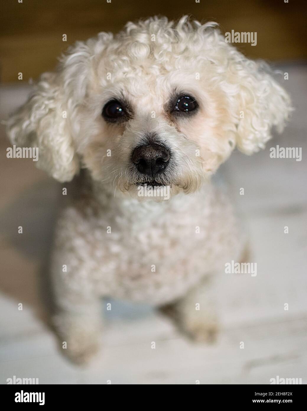 Bejon Dog Bichon frise white dog Stock Photo - Alamy