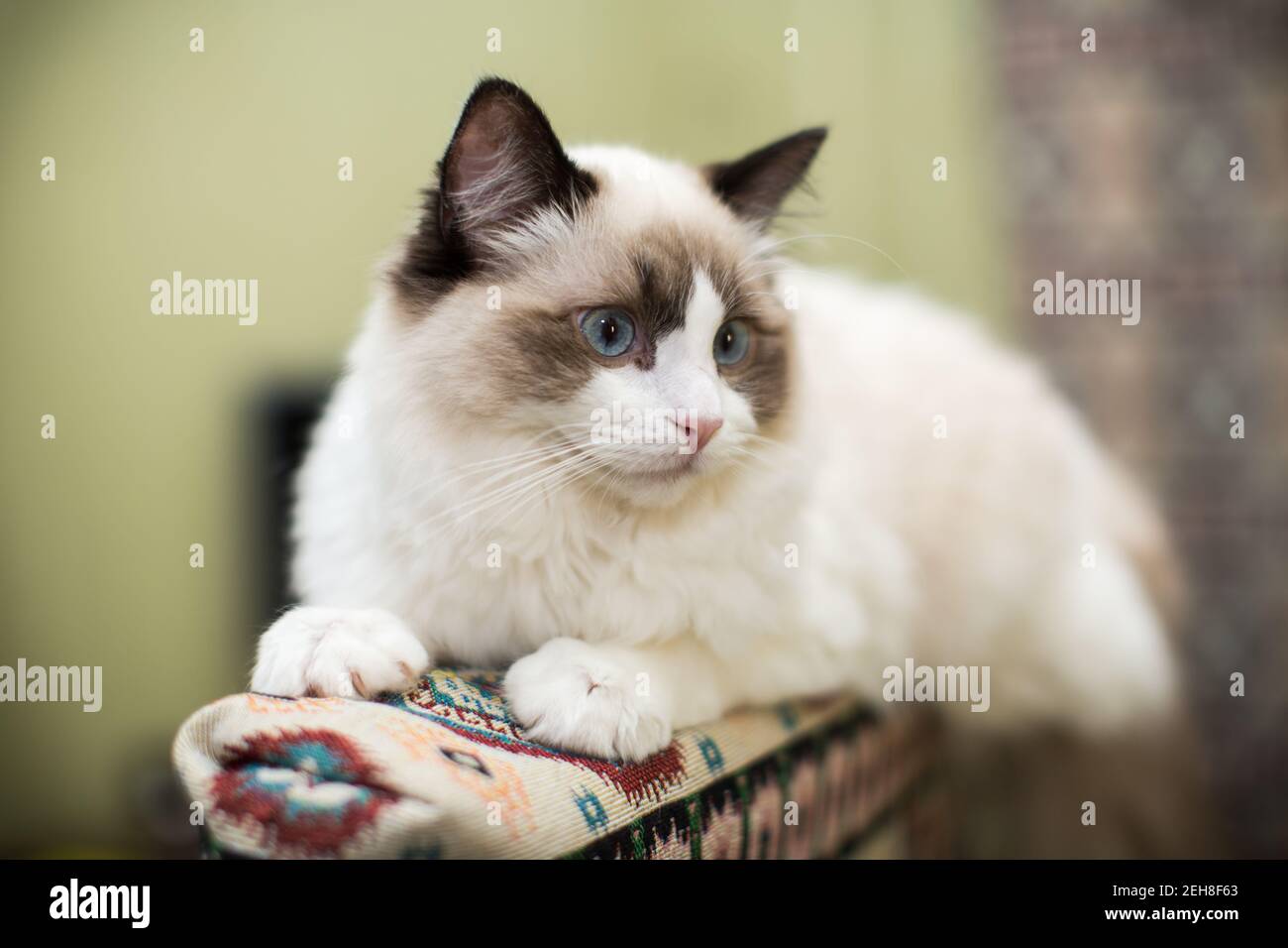 Beautiful young white purebred Ragdoll cat with blue eyes, at home ...