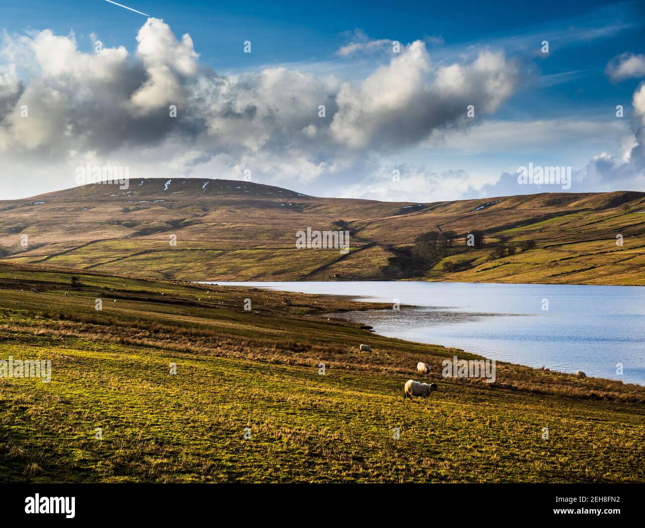 Scar House reservoir with sheep. Nidderdale. Yorkshire Dales Stock Photo