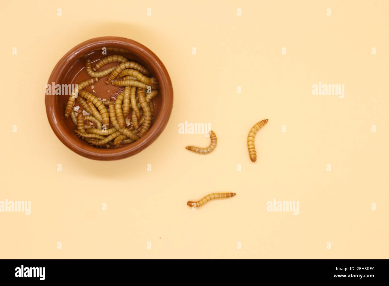 mealworms or tenebrio molitor for human consumption entomophogy Stock Photo