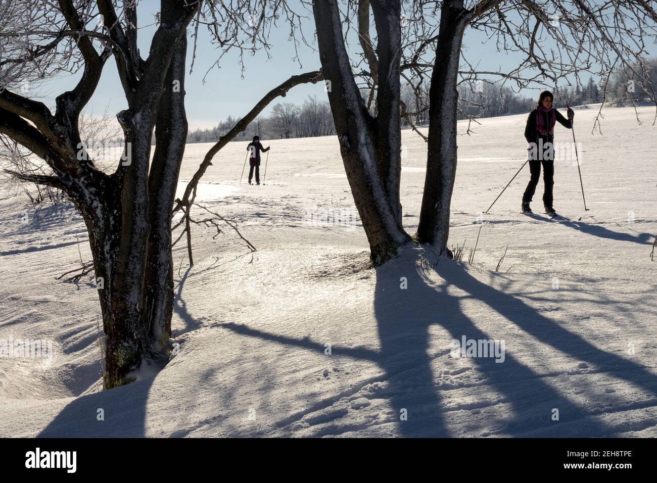 Shadows of tree in snowy winter scenery with two skiers, cross country skiing Stock Photo