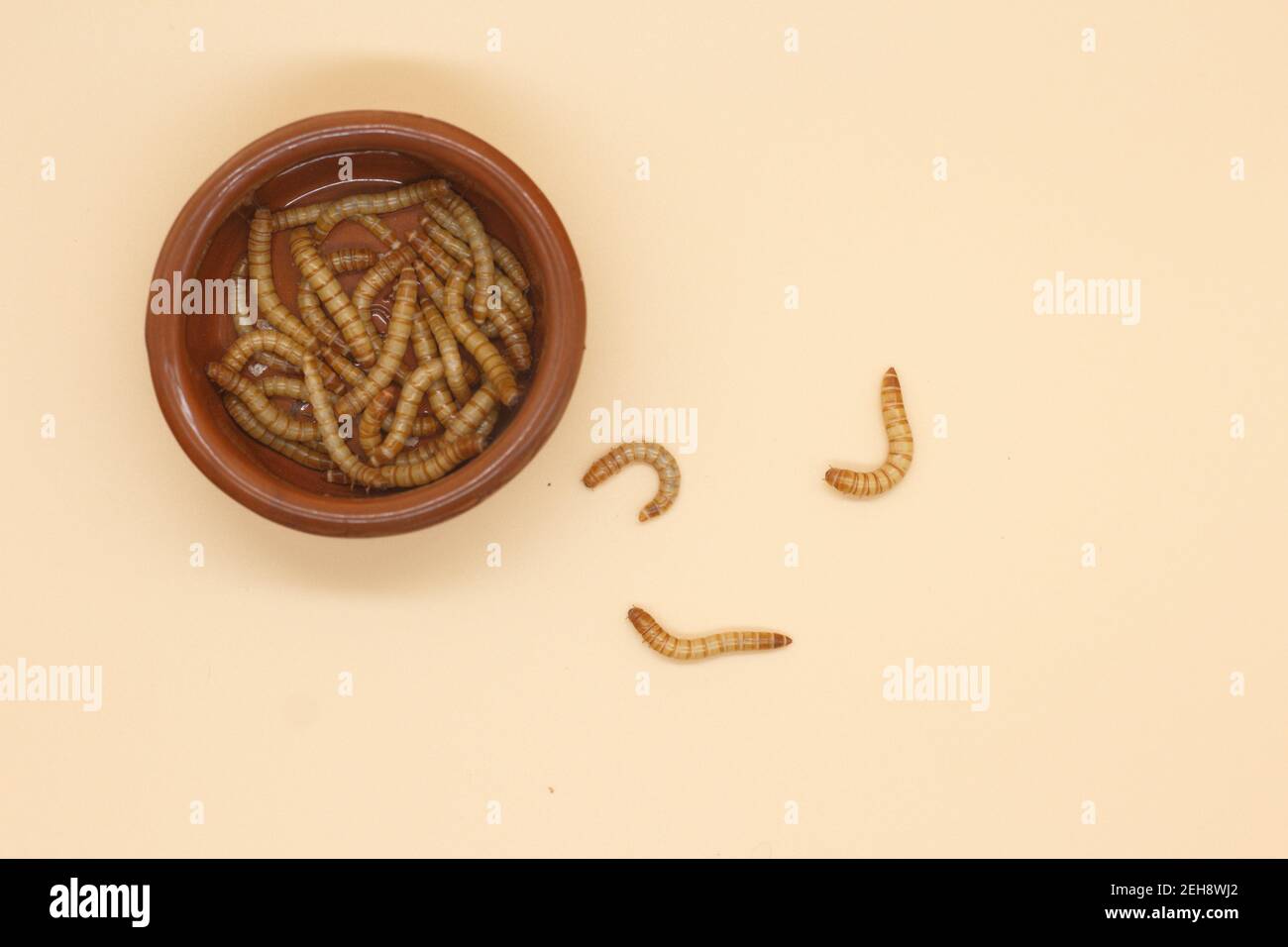 mealworms or tenebrio molitor for human consumption entomophogy Stock Photo