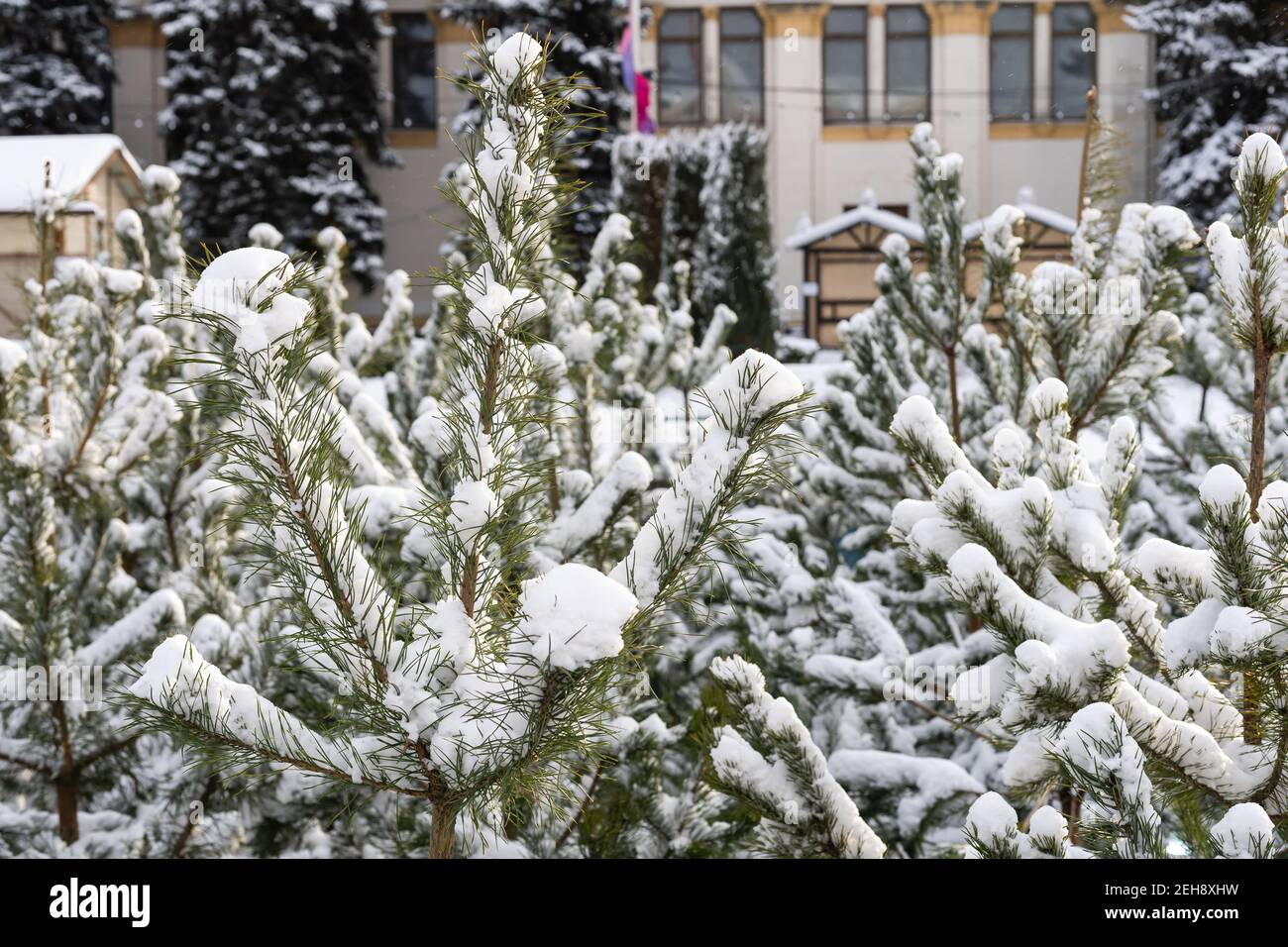 a pine tree branch covered in deep snow Stock Photo - Alamy