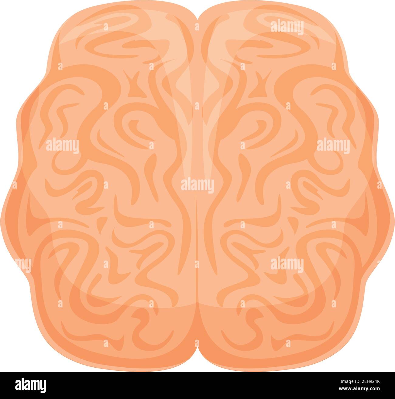 Human brain anatomy icon. Cartoon of human brain anatomy vector icon for web design isolated on white background Stock Vector