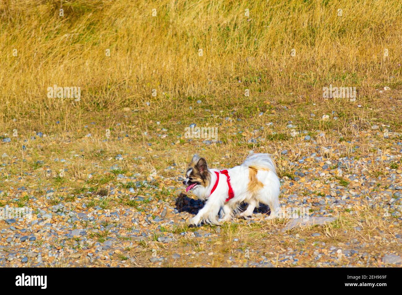Cute German Miniature Spitz dog walking at summer meadow,English countryside,Kent,UK Stock Photo