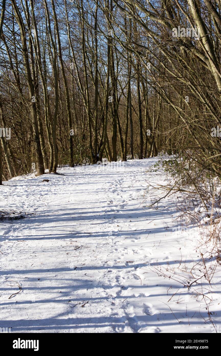Path in the forest with a curve in winter with snow Stock Photo