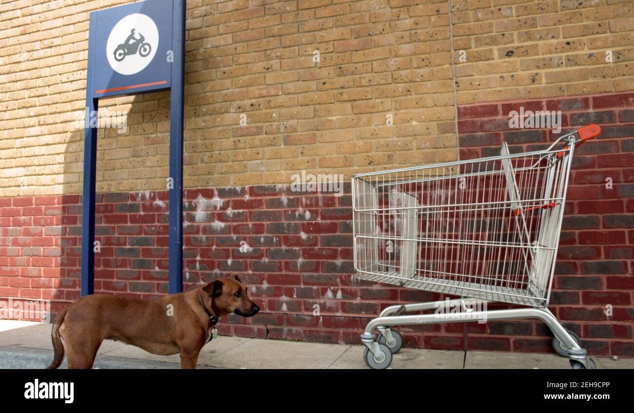 pet dog outside supermarket Stock Photo Alamy