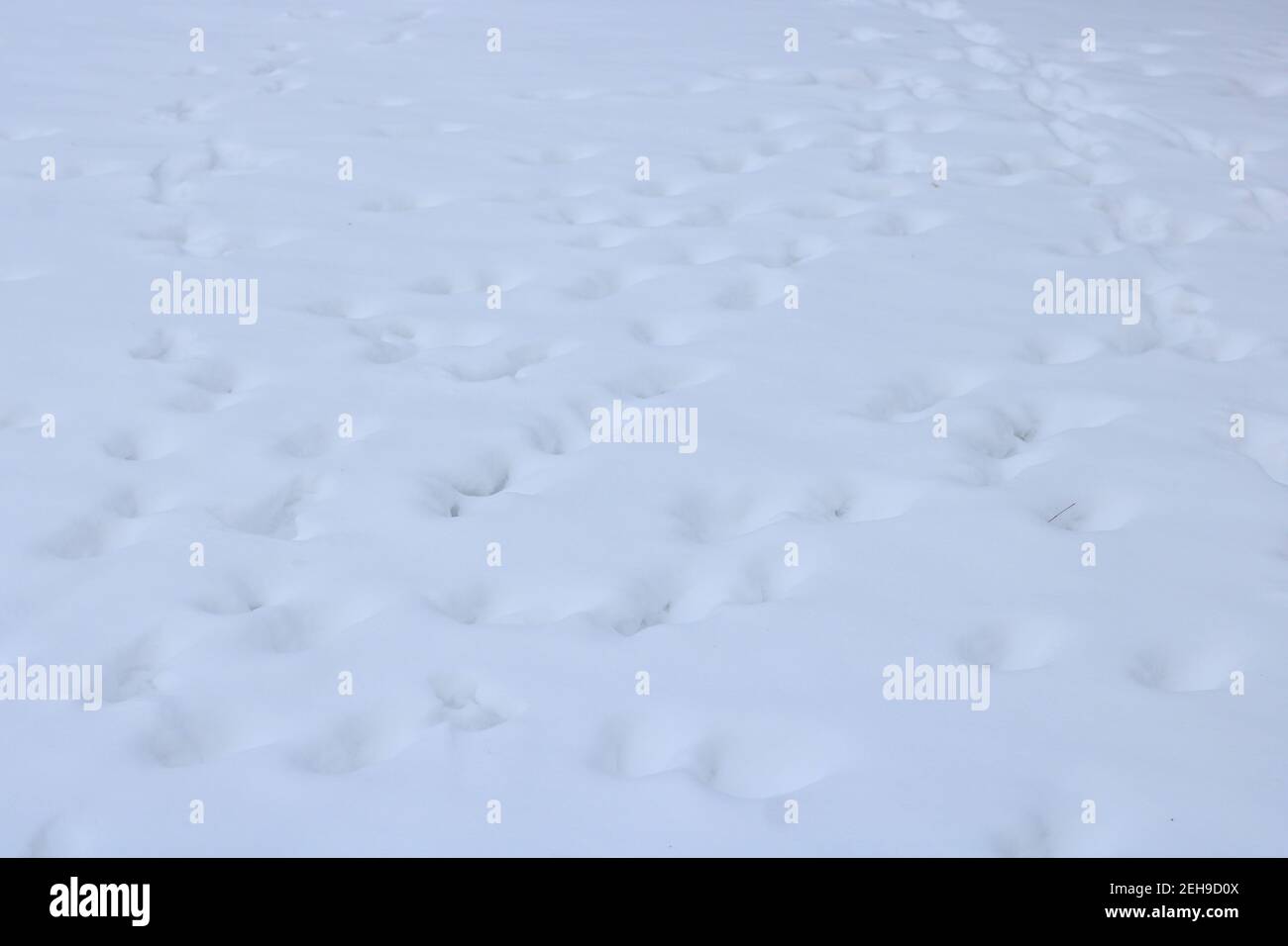 Snow covered ground, with footprints Stock Photo
