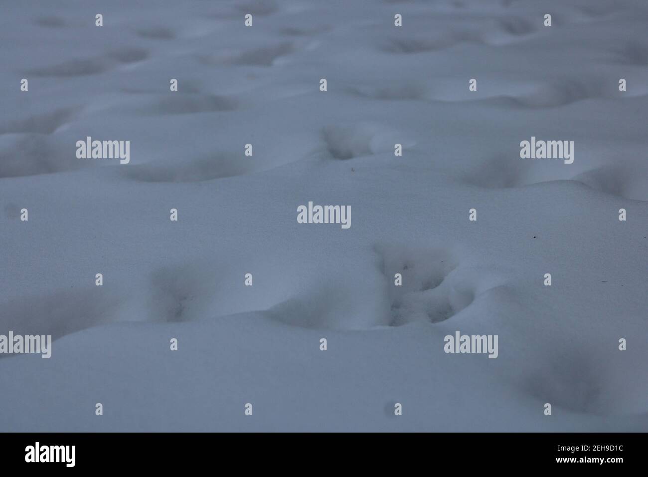 background of snow covered ground, with footsteps in Stock Photo