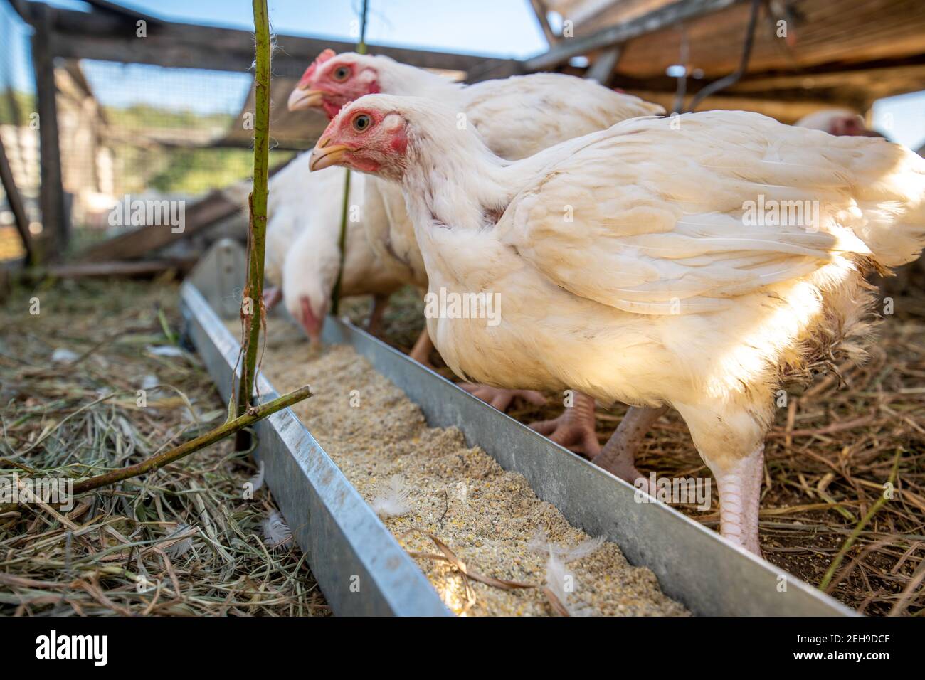 Close up of chickens eating feed on a farm in Valley Lee, MD Stock