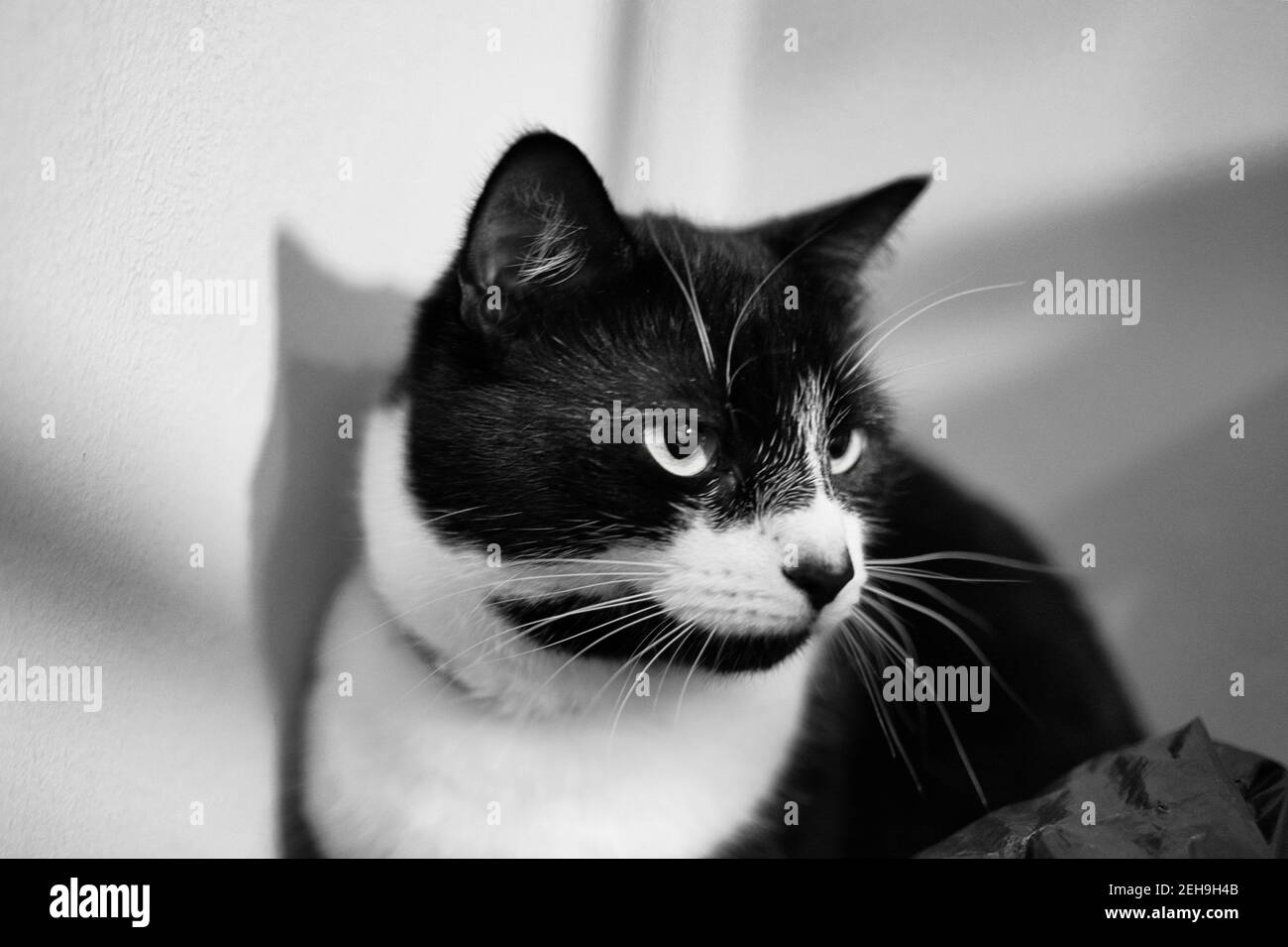 Black and white cat. Stock Photo