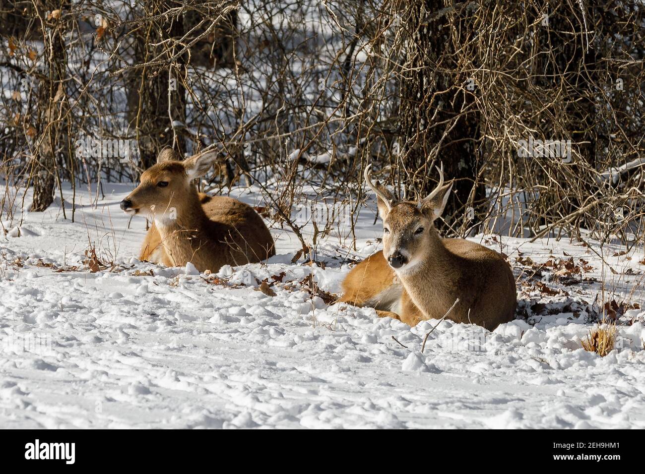 Two deer laying in the snow. Stock Photo