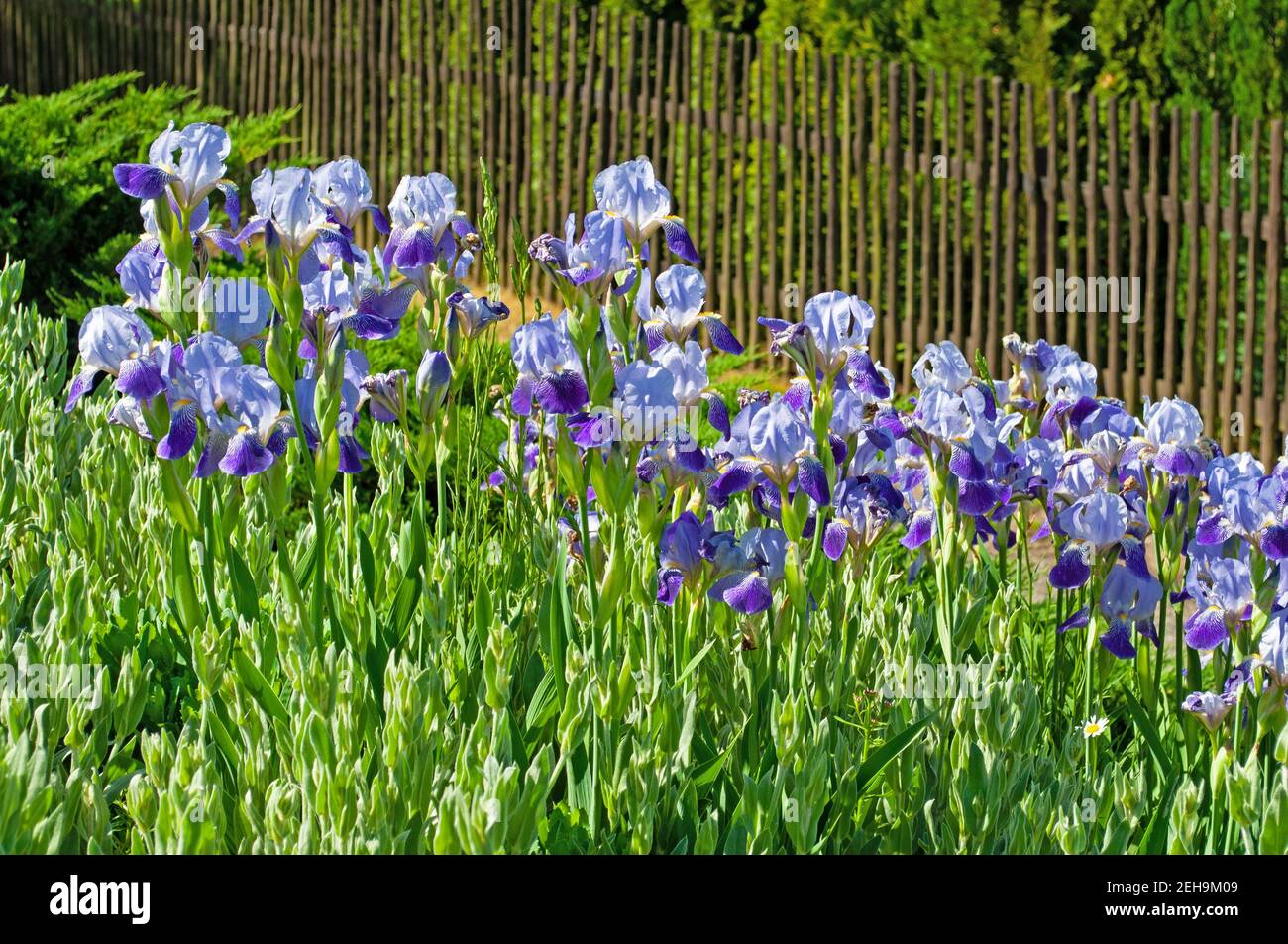 Blooming irises, iris, in the garden Stock Photo