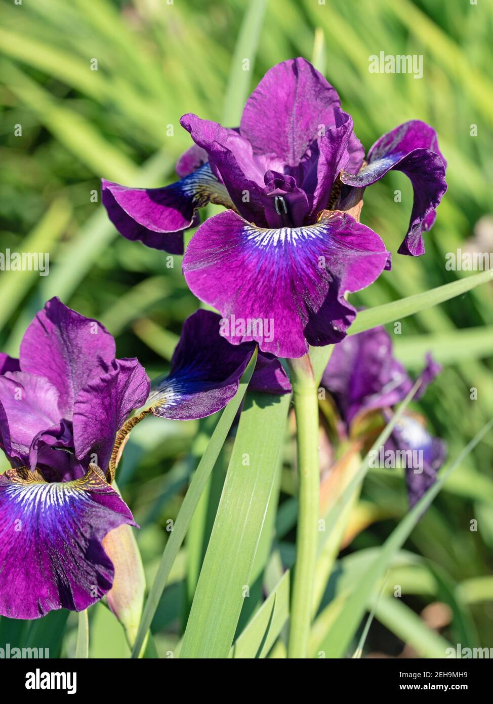 Blooming irises, iris, close-up Stock Photo