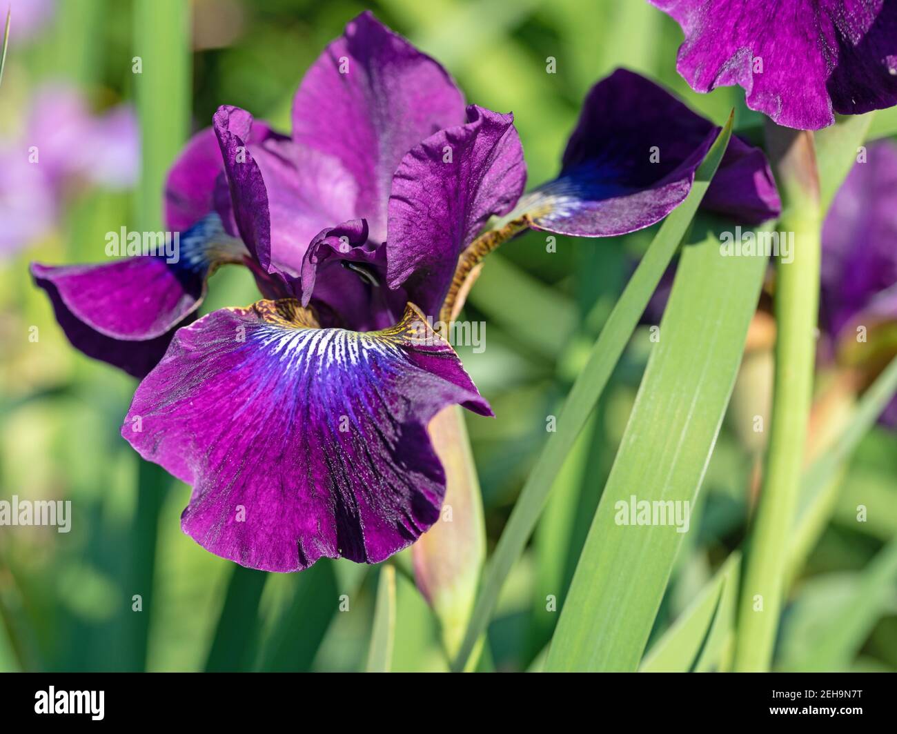Blooming irises, iris, close-up Stock Photo