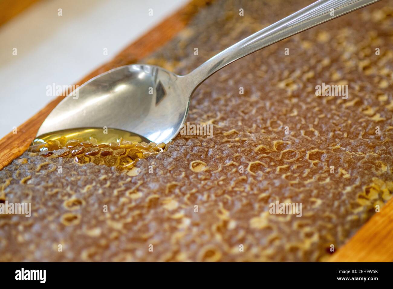 Spoon breaks the surface of a home comb, Conowingo, Maryland Stock ...