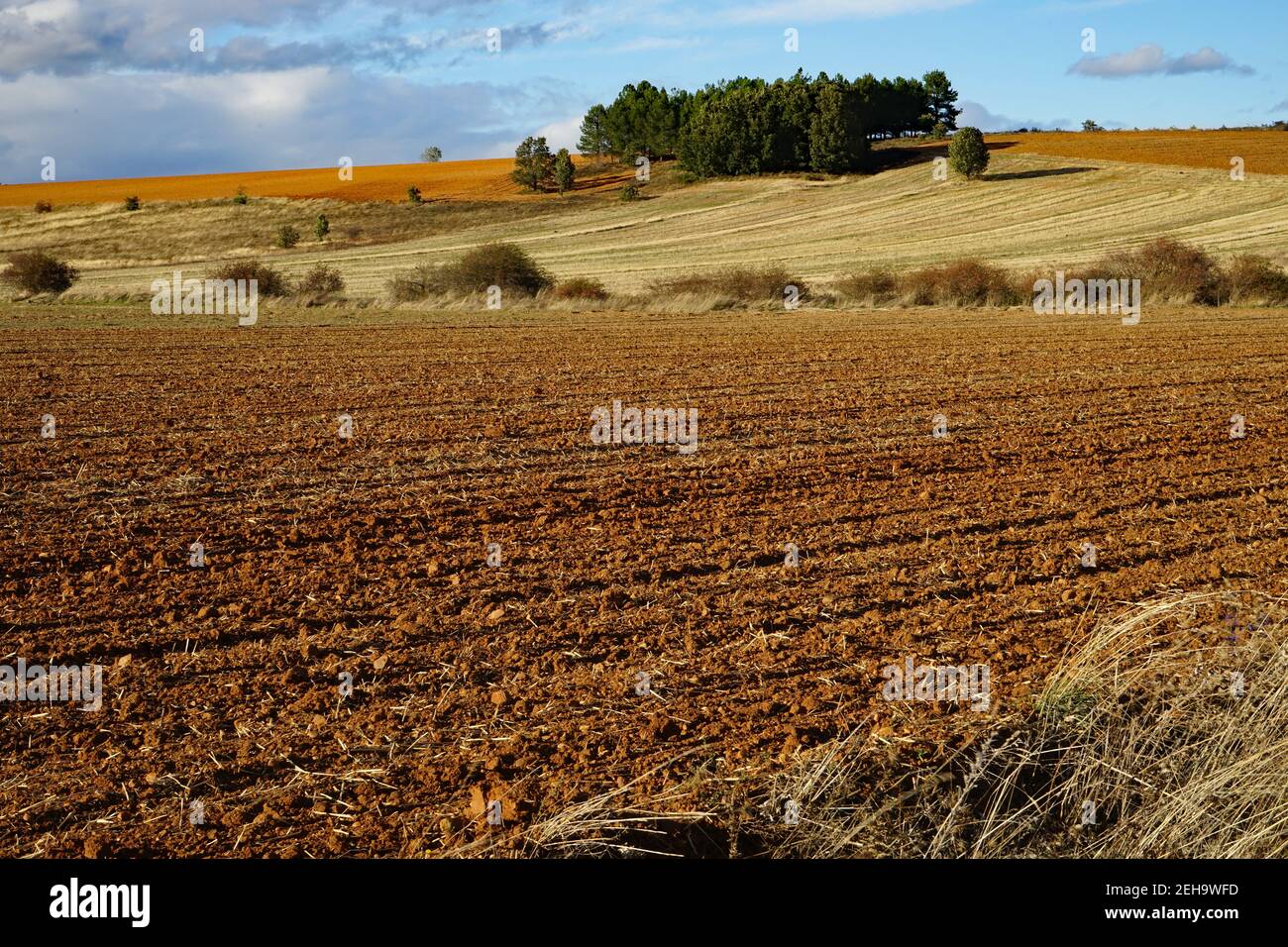 Heathland with fields southwest of Leon, seen from the way of St. James, October 2020, can also be used as editorial Stock Photo