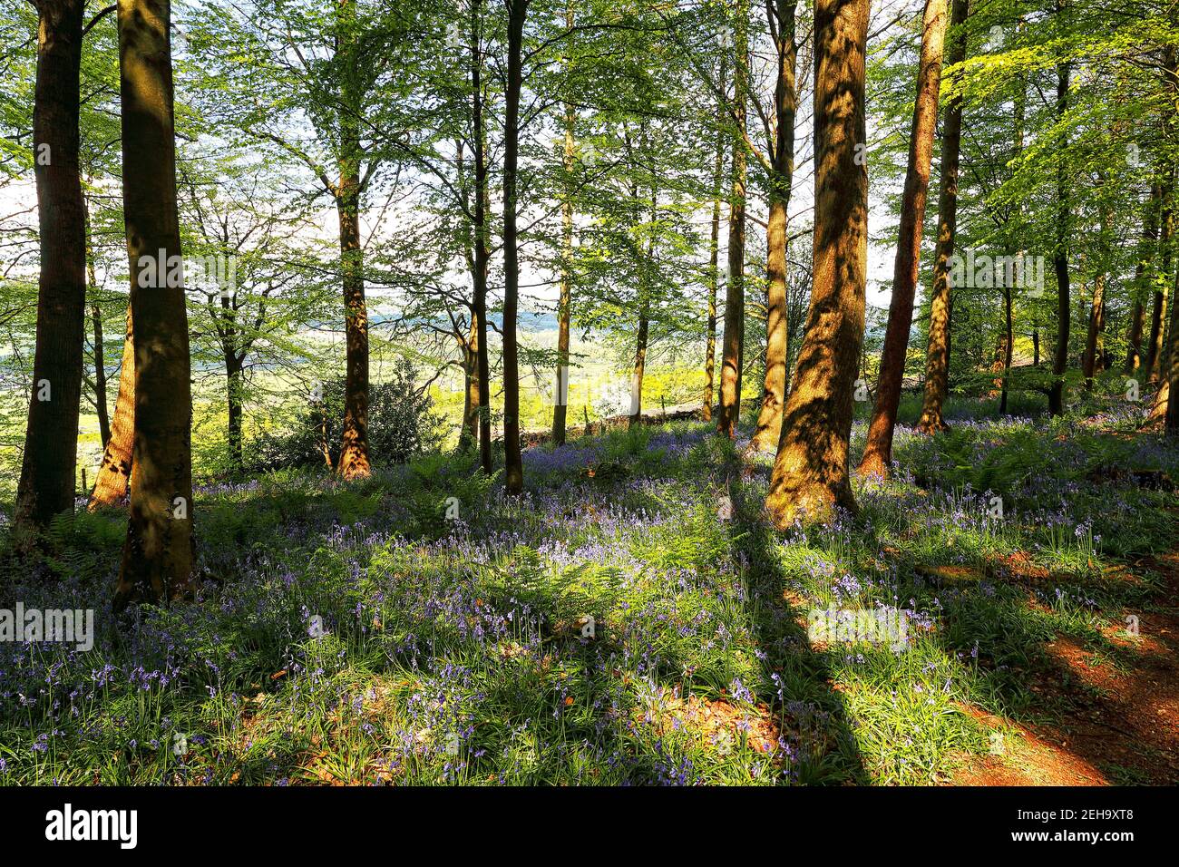 Woodland landscape in Springtime this image was made in late afternoon as the sun casts long shadows and warm colours Stock Photo