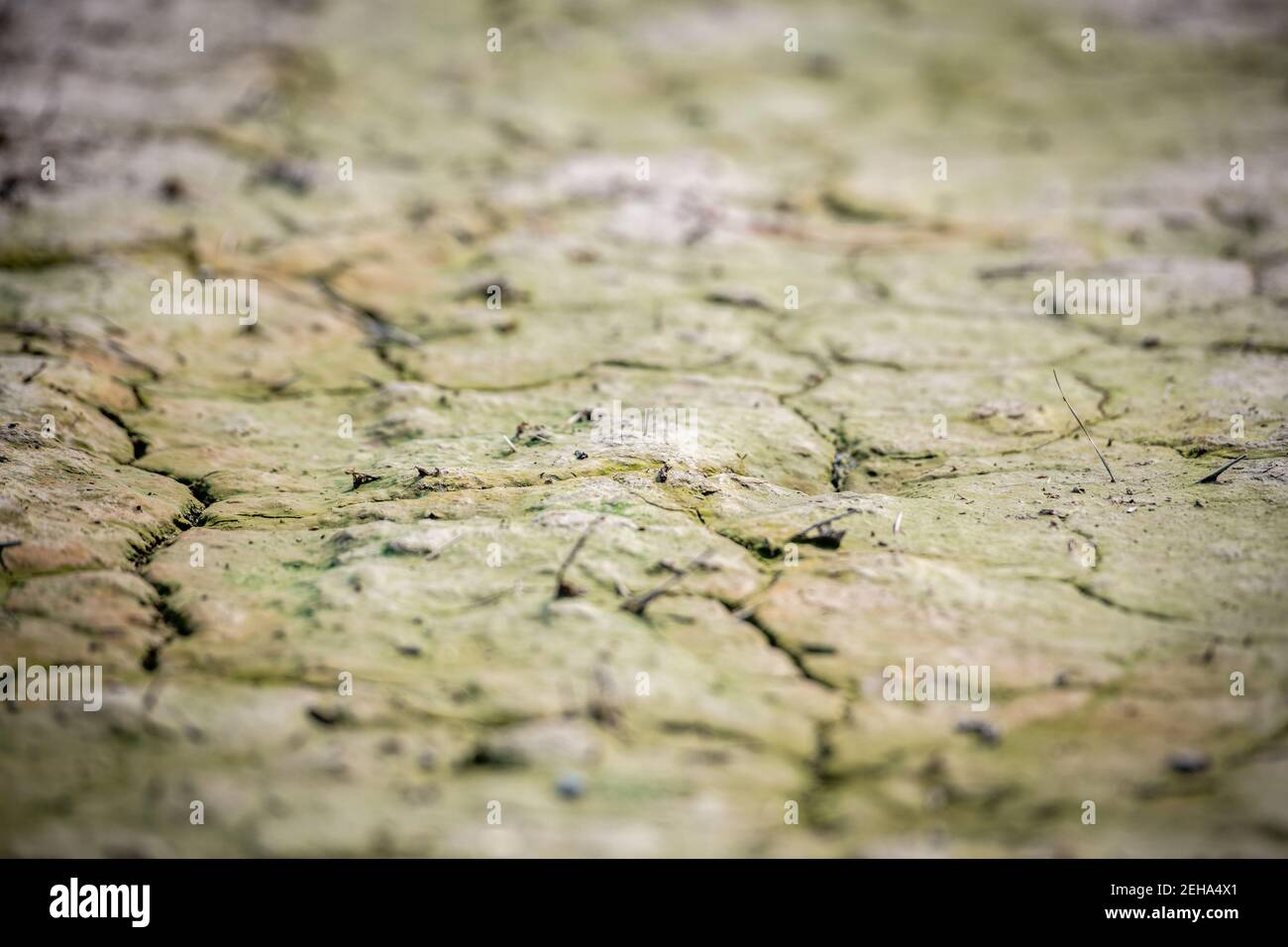 Saltwater intrusion salt damaged near Chesapeake Bay Stock Photo Alamy