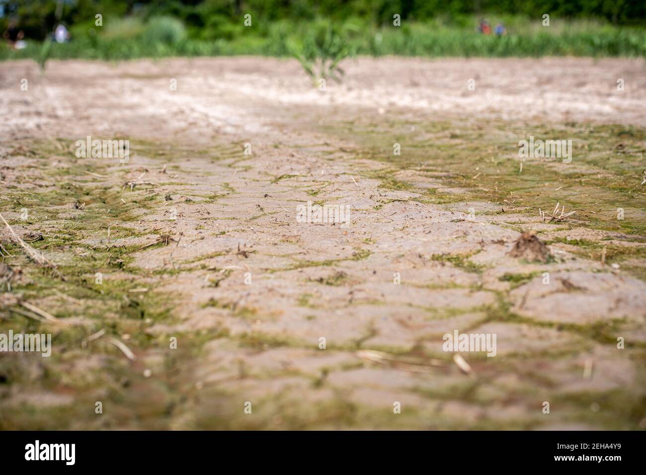 Saltwater intrusion salt damaged near Chesapeake Bay Stock Photo Alamy