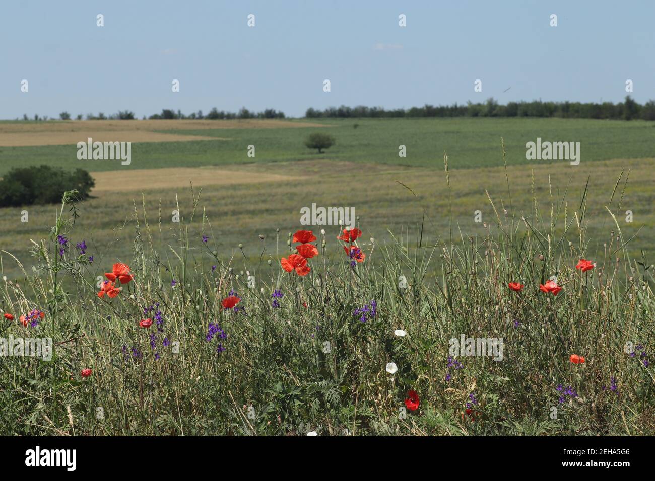 overgrown well-groomed lavender field on a sunny day and some red poppies Stock Photo