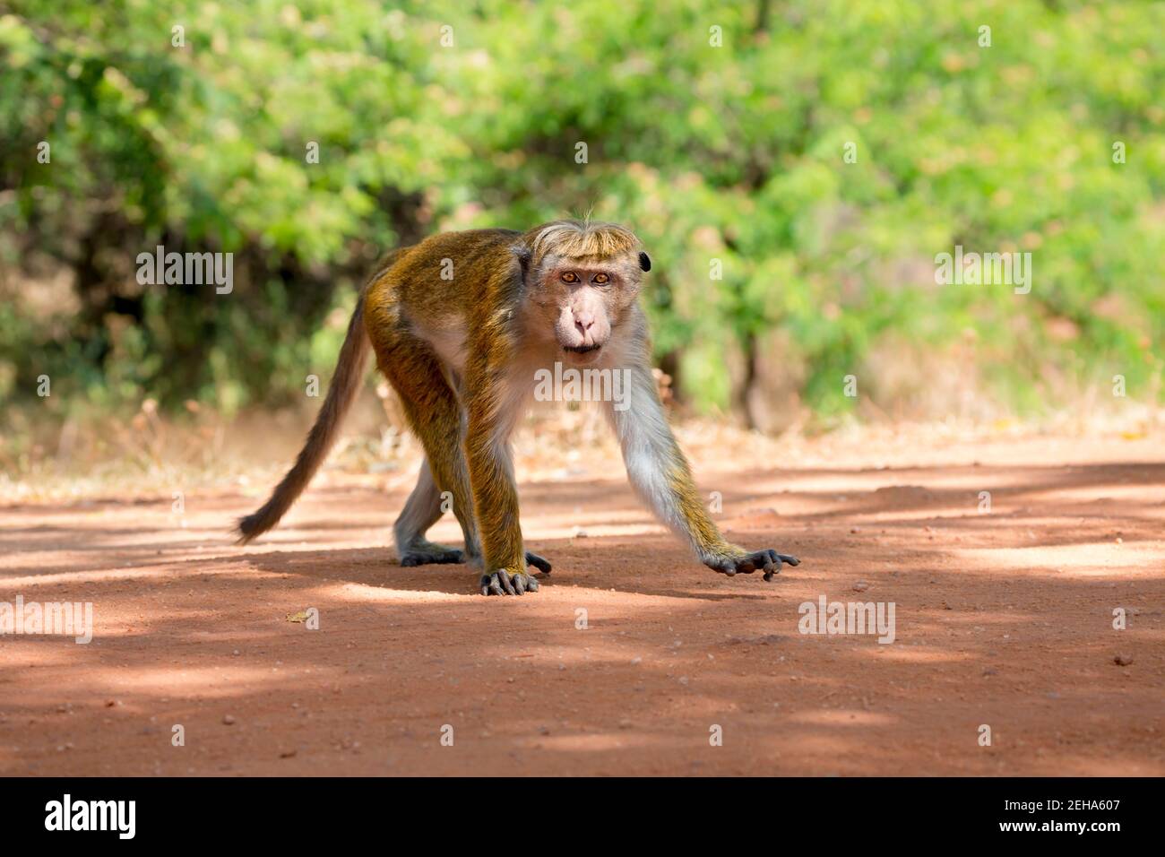 The toque macaque monkey, Macaca sinica, is an Old World monkey endemic to Sri Lanka, where it is locally known as the rilewa or rilawa, central Matal Stock Photo