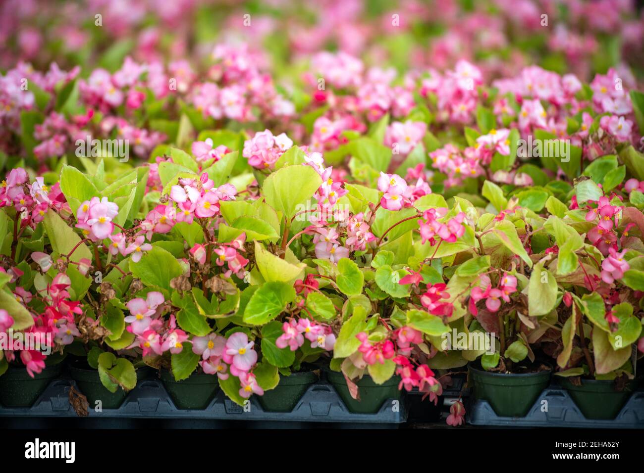 Potted pink flowers for sale at nursery in Lothian, MD. Stock Photo