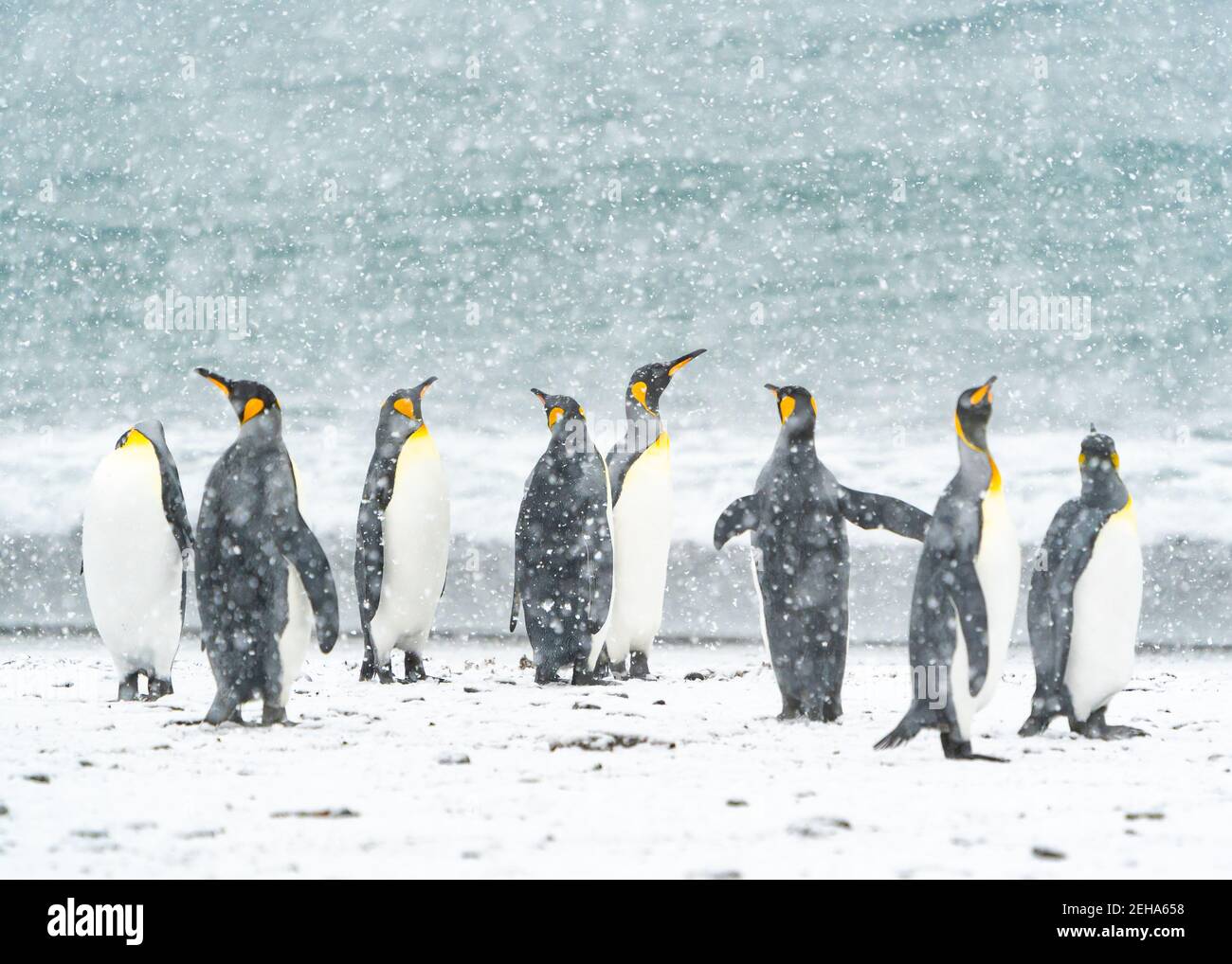 8 King Penguins React To A Rare Summer Snowfall In St Andrews Bay South Georgia Stock Photo Alamy
