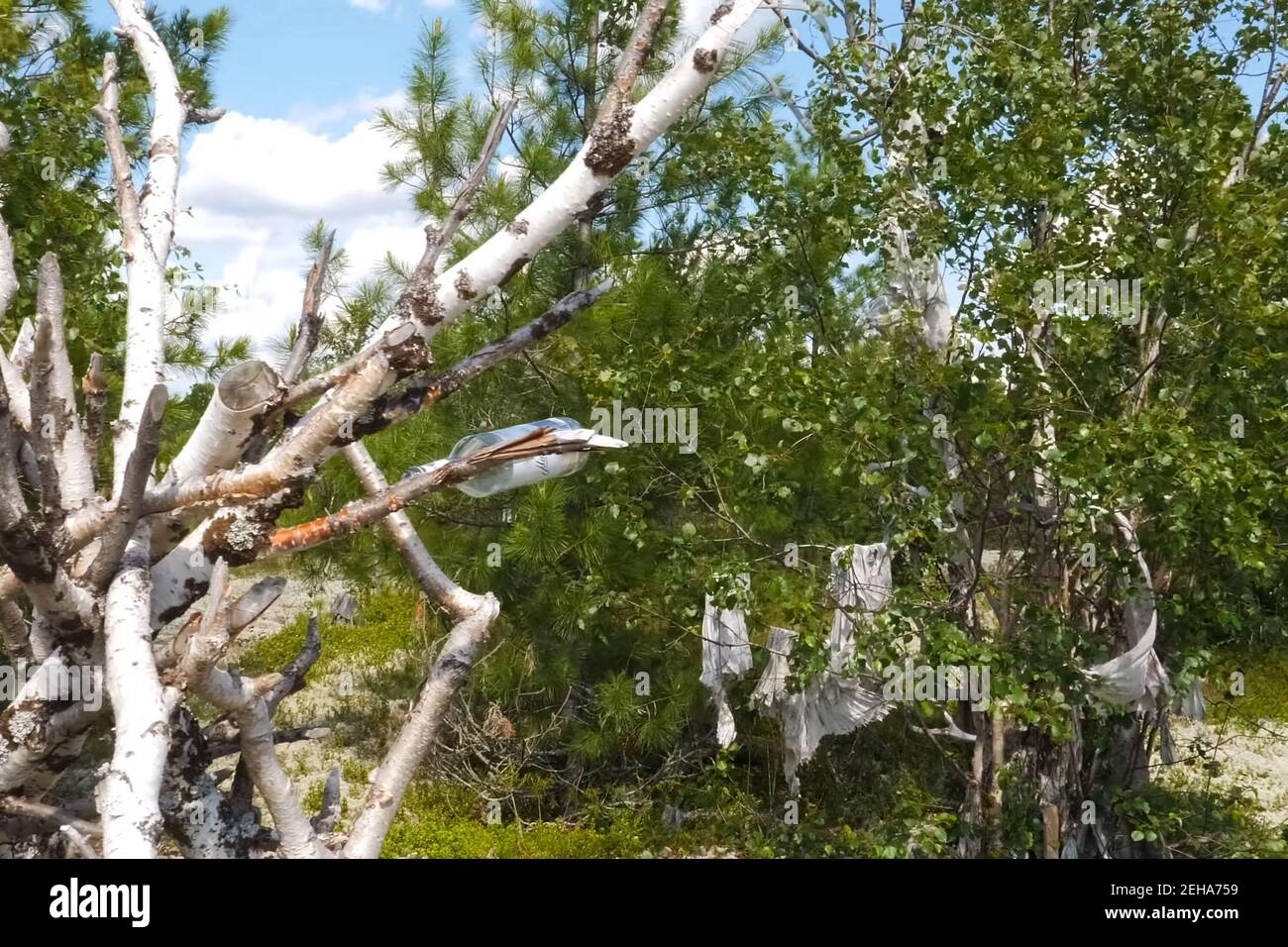 Rags and skins on birch trees. Tradition of reading perfume in the