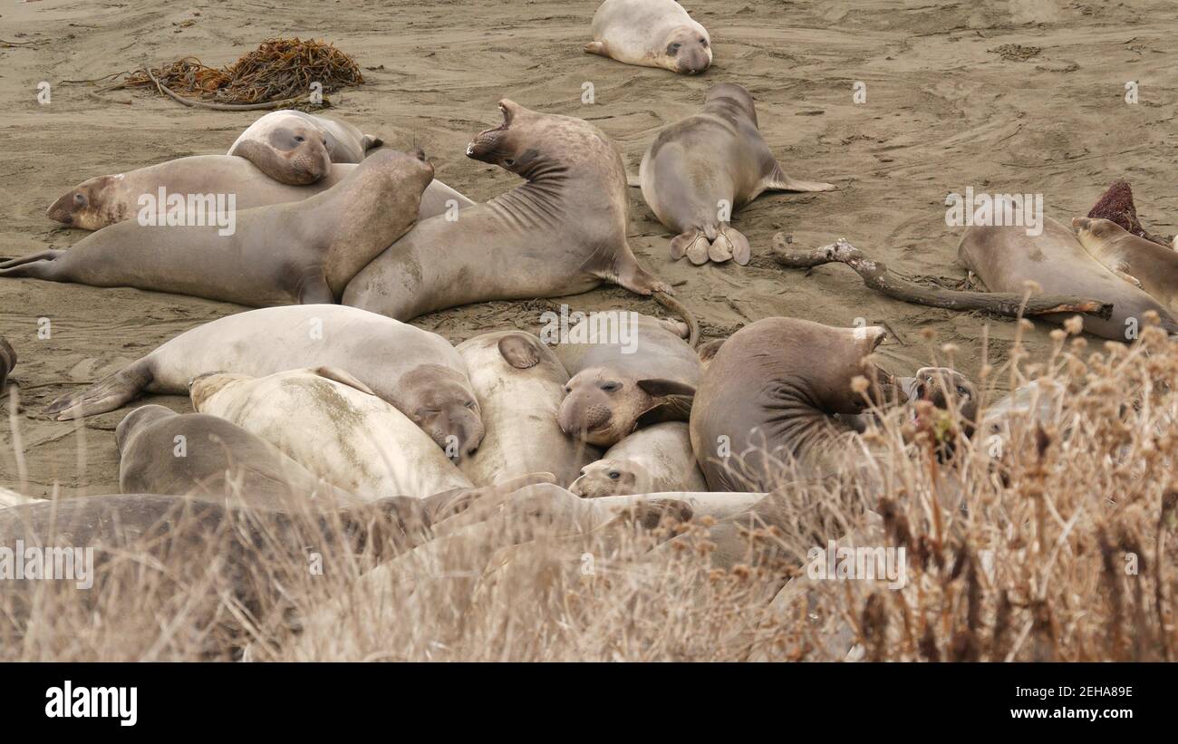 Funny lazy elephant seals on sandy pacific ocean beach in San Simeon ...