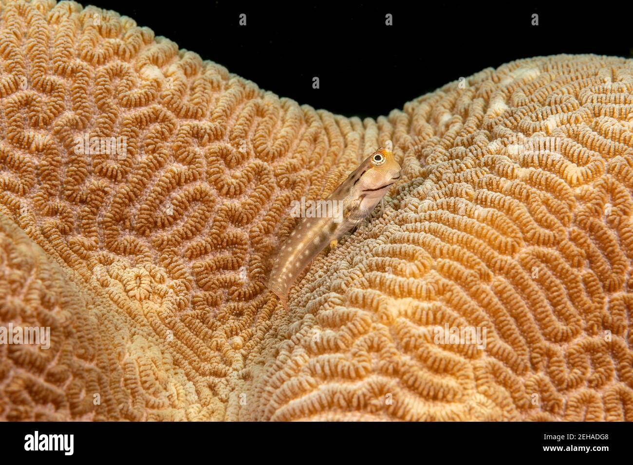 This Yaeyama coralblenny, Ecsenius yaeyamaensis, is perched on the convoluted surface of a hard coral off the island of Yap, Federated States of Micro Stock Photo