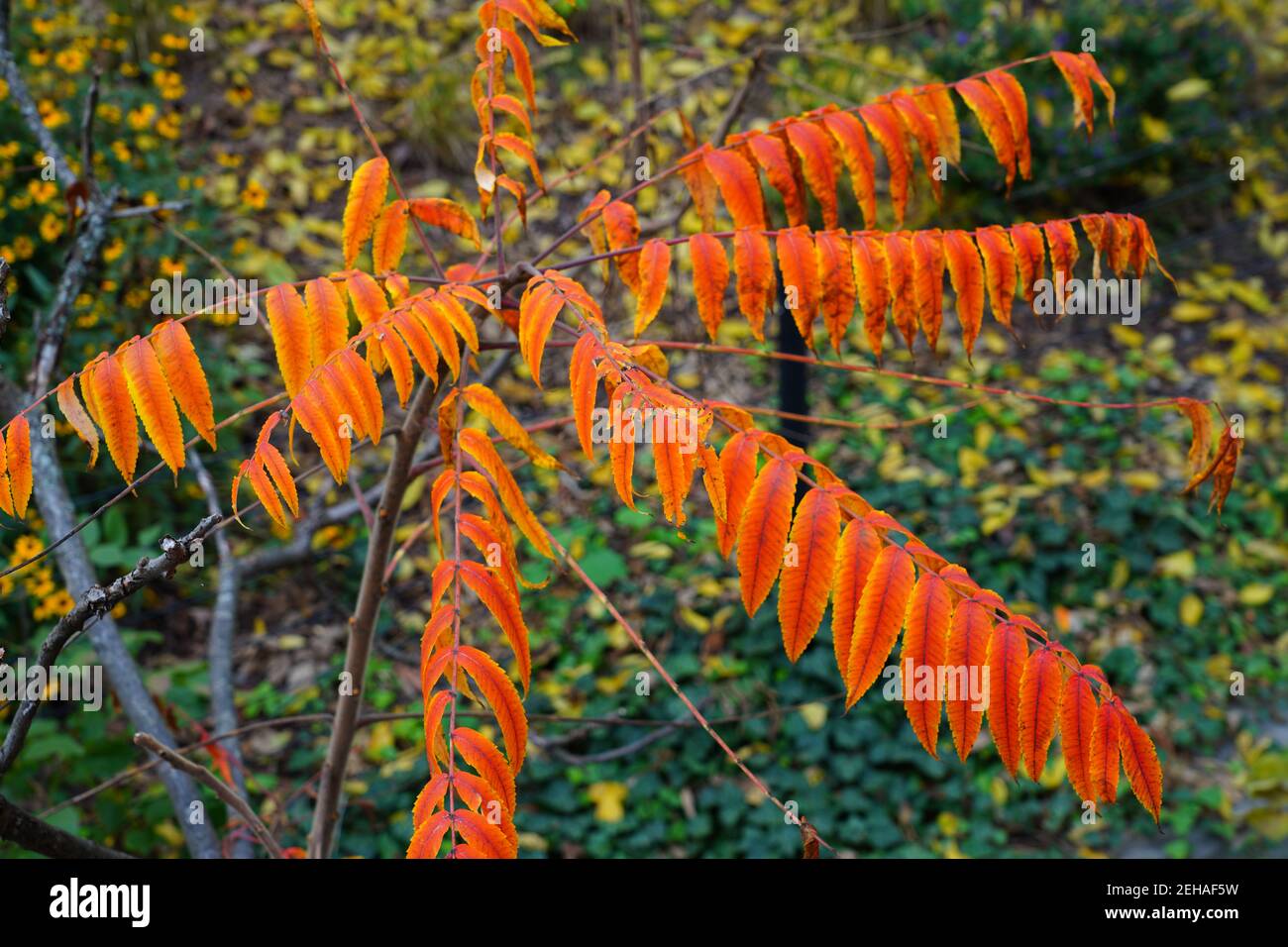 Red sumac leaves in the fall Stock Photo Alamy