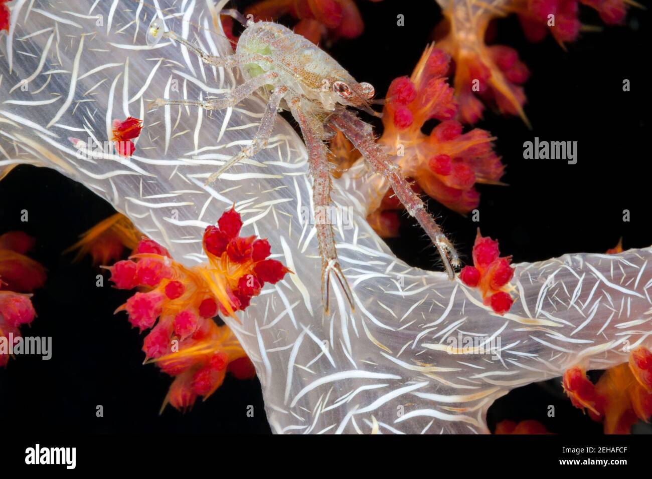 An undescribed species of squat lobster, Galathea sp. carrying eggs under its tail on alcyonarian coral, Raja Ampat, Indonesia. Stock Photo