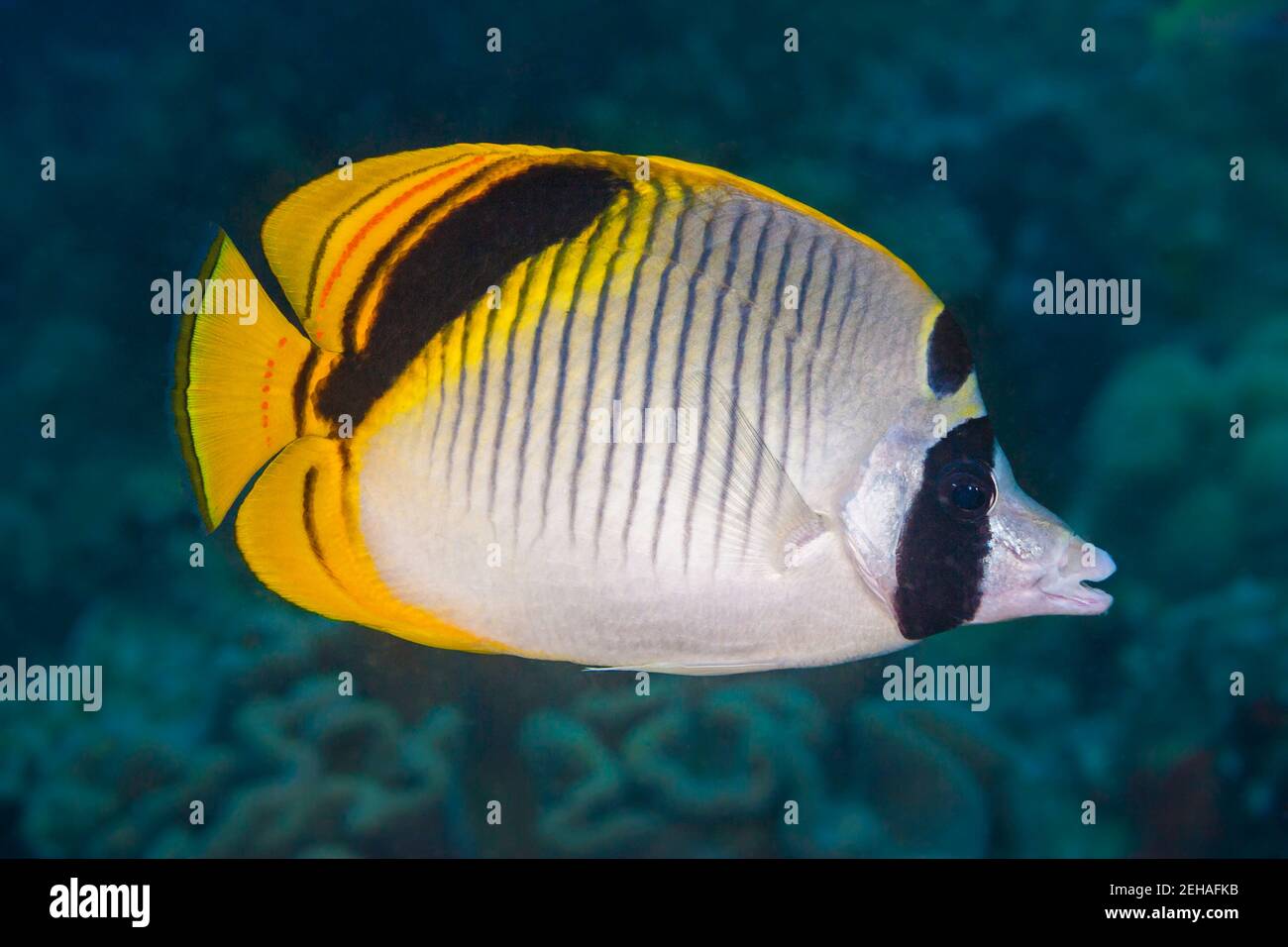 The spot-nape, Chaetodon oxycephalus, is also known as the pig face butterflyfish, Raja Ampat, Indonesia. Stock Photo