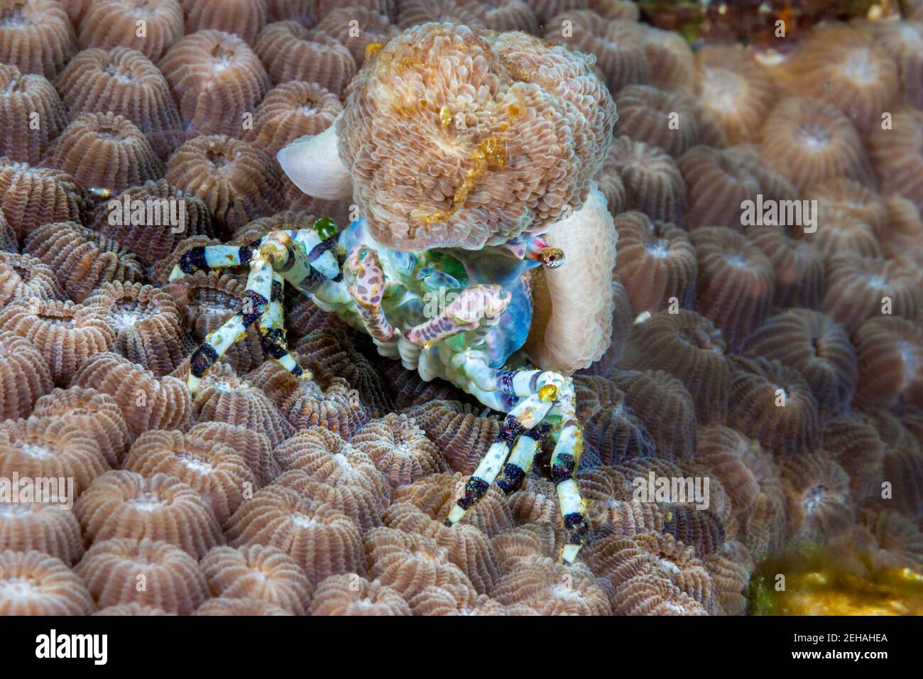 This particular decorator crab, Cyclocoeloma tuberculata, can be covered in various invertebrates, but most often prefers corallimorphs of the Discoso Stock Photo