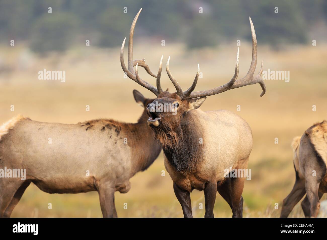 American Bull elk bugles during the autumn rut Stock Photo Alamy