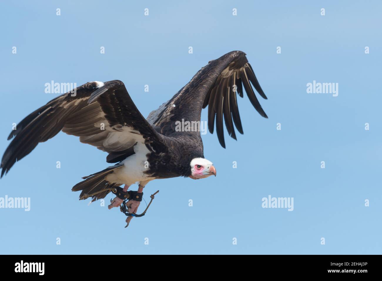 Close up of an African hooded vulture (necrosyrtes monachus) flying in ...