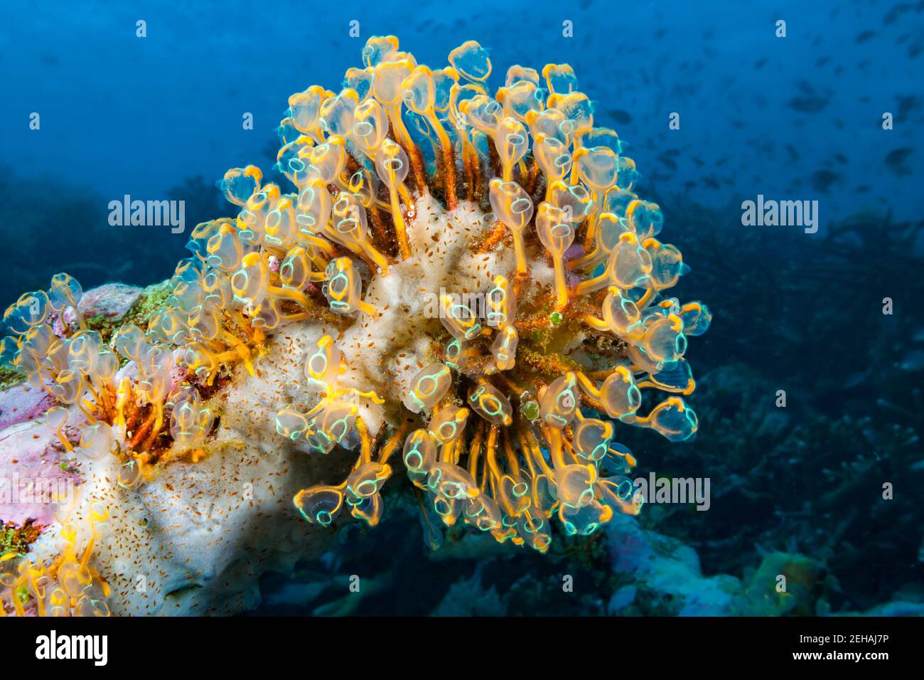 Sea squirts or tunicates, Pycnoclavella detorta, whose common name refers to a body covering of cellulose called a tunic, are complicated animals with Stock Photo