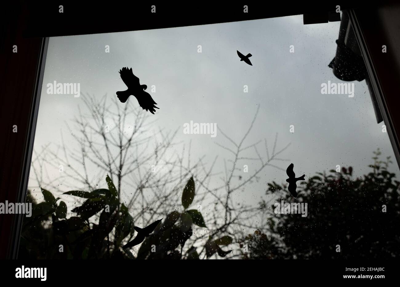 Anti bird collision stickers on a window to prevent birds from flying