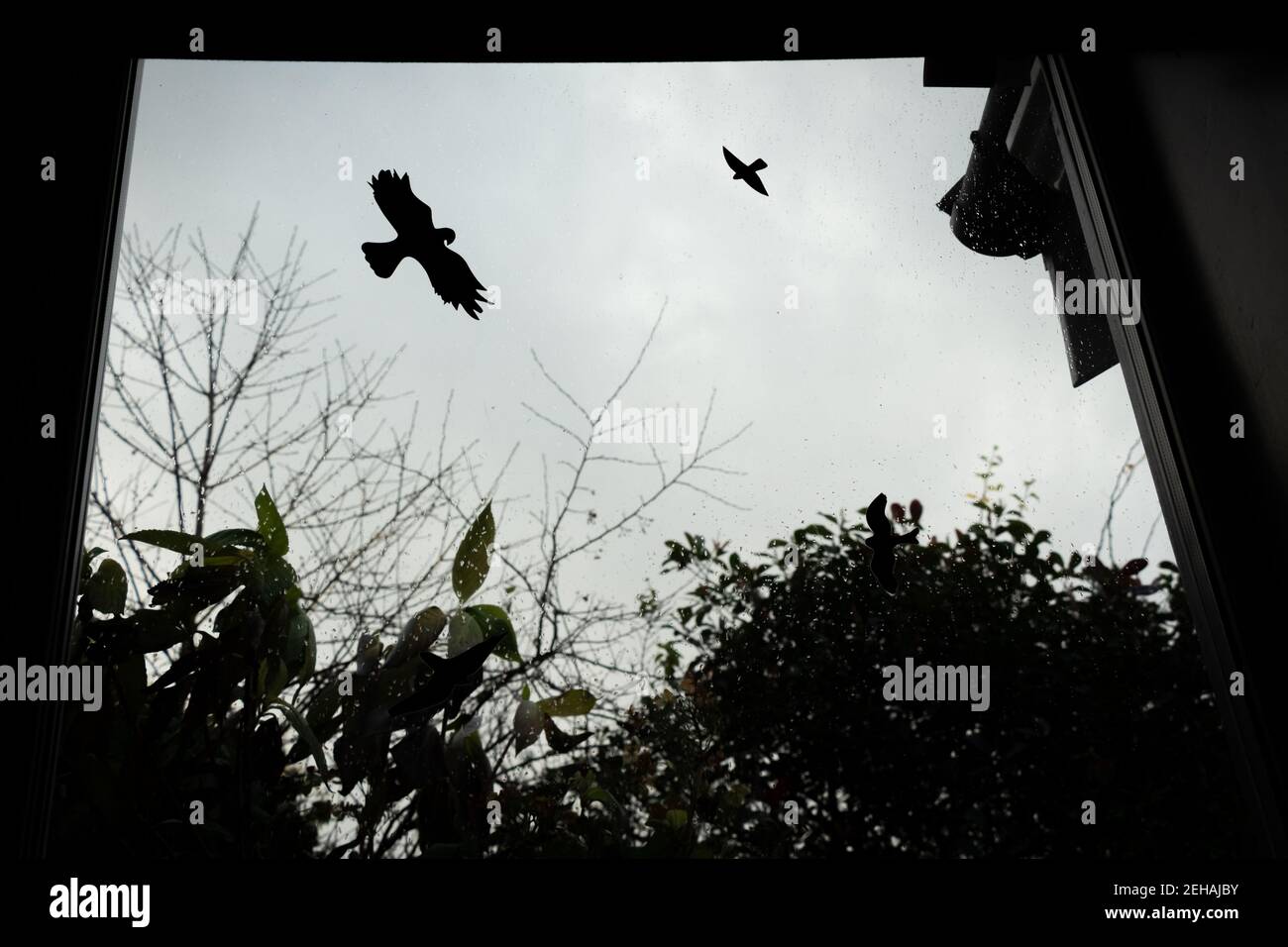 Anti bird collision stickers on a window to prevent birds from flying