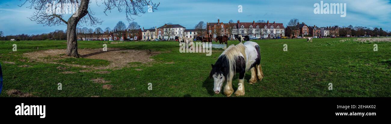Horses grazing on South Common, Lincoln Stock Photo